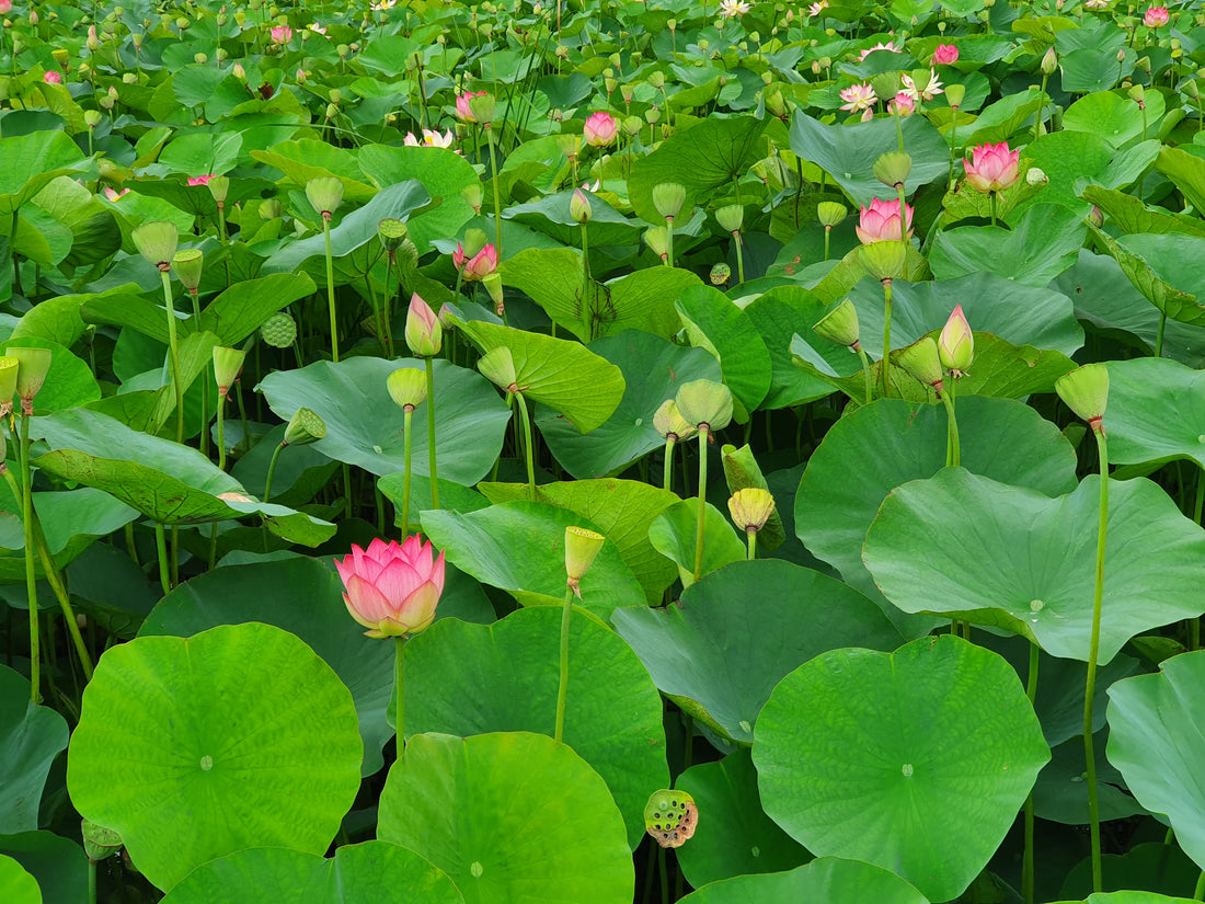 full frame of lotus leaves and budding flowers